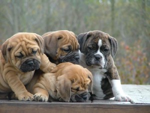 english-bulldog-puppies-photos.jpg